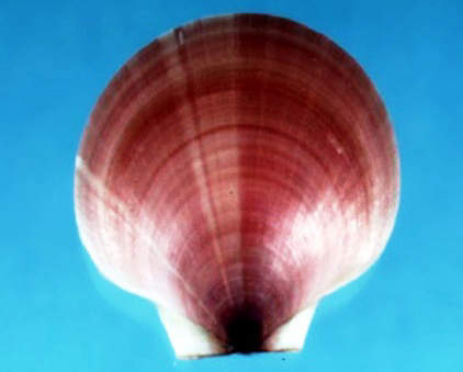 Atlantic Scallop Pearl- Placopecten magellanicus