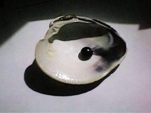 Bob Anderson quahog pearl and the shell in which it was found