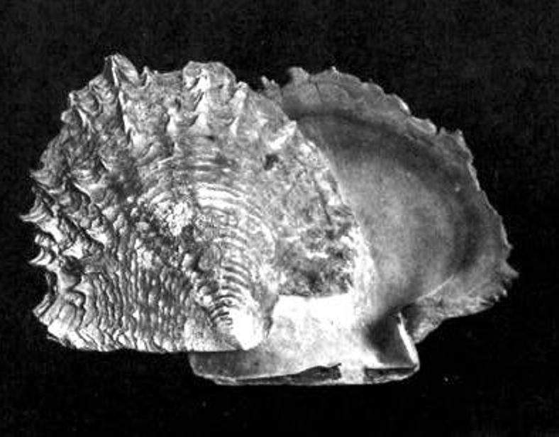 Ceylon Pearl Oyster- Pinctada radiata 