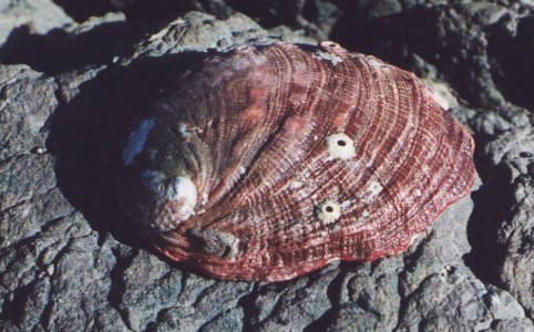 External View of the Shell of Haliotis rufescens