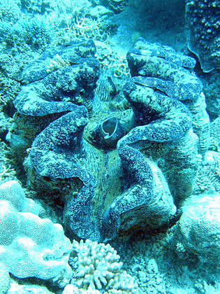 Giant Clam Tridacna Gigas