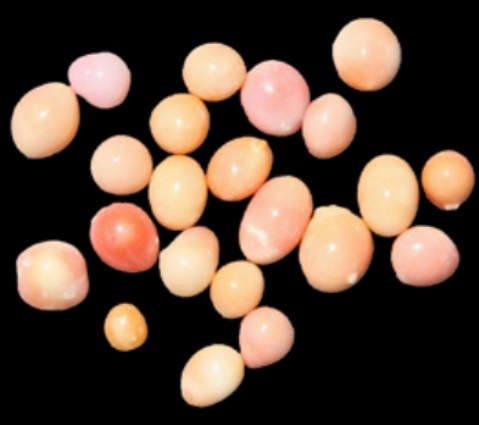cultured conch pearls produced by scientists from Harbor Branch Oceanographic Institute