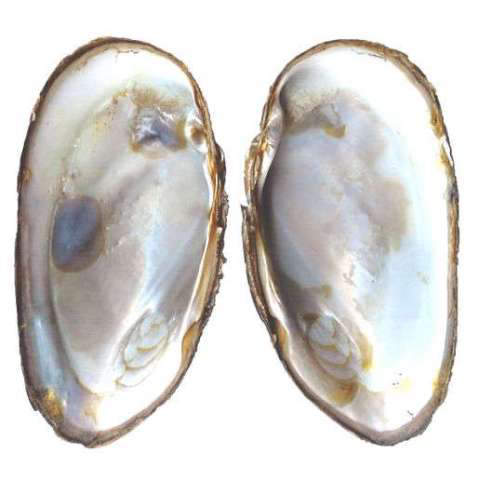 Margaritifera margaritifera- Inner surface of shells showing thick layers of nacre 