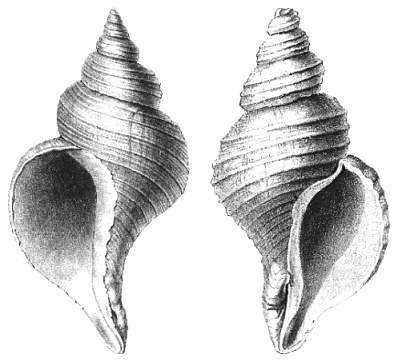 Left-Handed and Right-Handed Shells of Neptunia Species