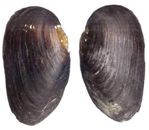 External appearance of the shells of Margritifera margaritifera 