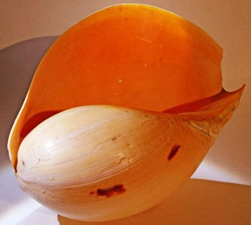 Shell of melo-melo sea snail