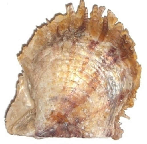 Pale-yellow shell of Pinctada radiata 