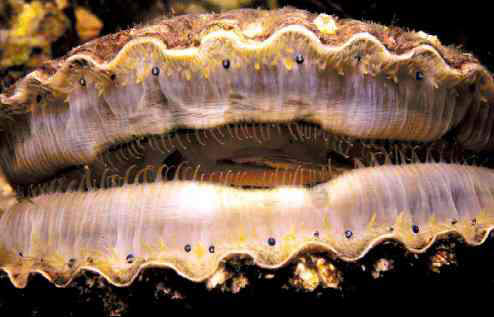 Scallop "eyes" along the edges of the mantle