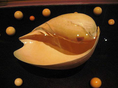 A Shell of Melo melo sea-snail with a group of melo-melo pearls