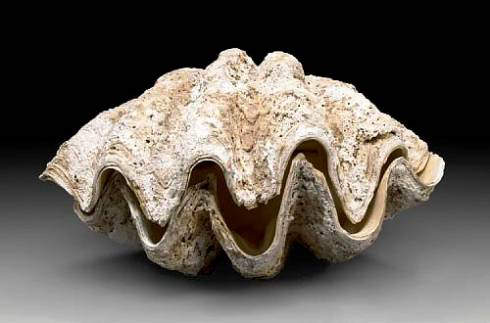 Tridacna gigas- Giant Clam Shell - Not part of the museum collection