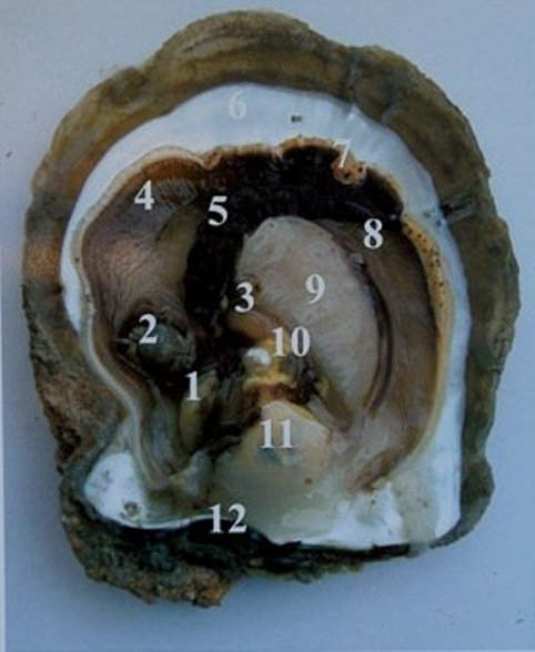 Internal Structure of Pinctada maxima with a spherical pearl sac formed near the gonad