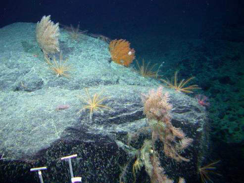 White Bamboo corals and Yellow Crinoids growing on rocks at the bottom of the sea in the Gulf of Alaska.